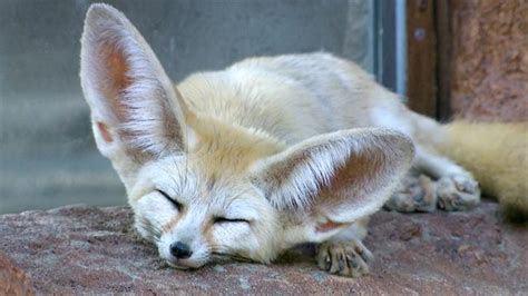 Fennec Foxes: Why Are Their Ears So Big?