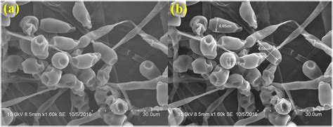 SEM analysis of Curvularia lunata spores processed by chemical fixation ...