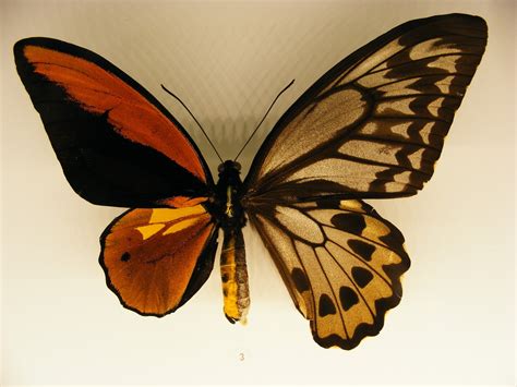 The Endless Airshow - Bilateral gynandromorphism in butterflies. The...