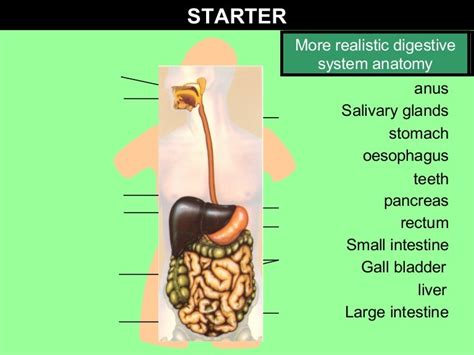 Gcse Biology Enzymes In Digestion