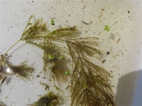 Spineless Hornwort Adirondack Research Guidebook · Inaturalist