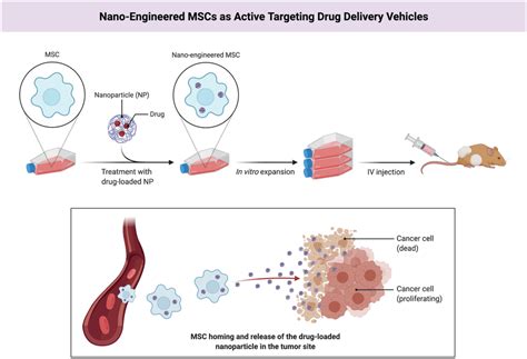 Combining Nanotechnology And Cell Therapy To Generate Nano Engineered