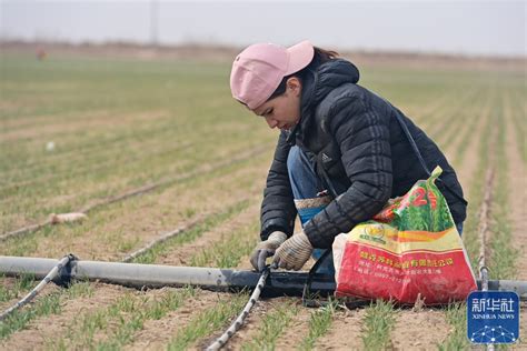 新疆抢抓农时 农作物播种有序推进 中国日报网