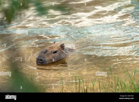 The Largest Rodent In The World Capybara In The Wild Stock Photo Alamy