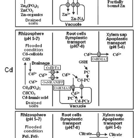 Models Of Uptake And Transport Of Zn Cd And Fe In Rice Roots Dma Download Scientific