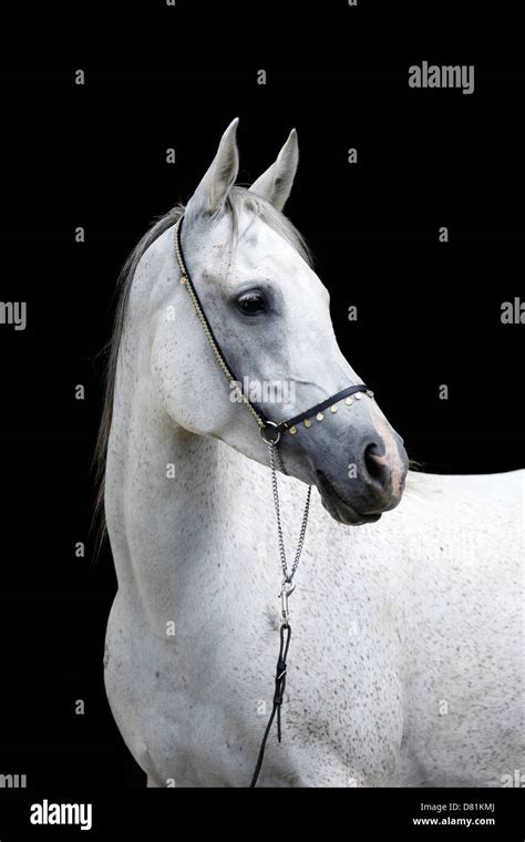 Arabian Horse Portrait Stock Photo Alamy