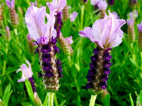 Lavandula 'Sensation™ Blue' Lavender 6" Pot - Hello Hello Plants