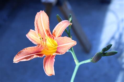 Orange Lily Flower Plant Lilium - Free photo on Pixabay - Pixabay