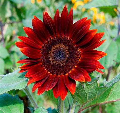 Red Sunflower Seeds Helianthus Annuus Flower Seeds Best | Etsy