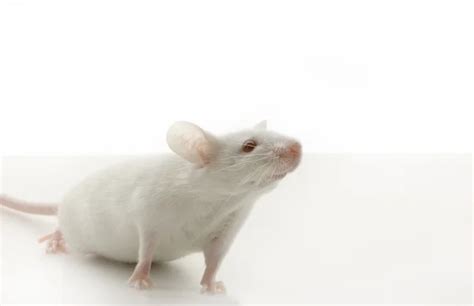 White Mouse — Stock Photo © lifeonwhite #10861914