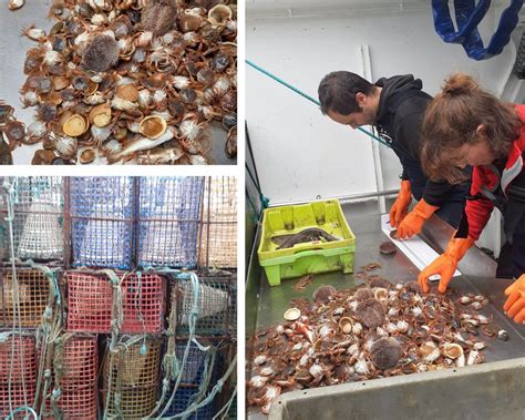 Successful Fish Population Survey at Aguçadoura Test Site - SAFEWAVE