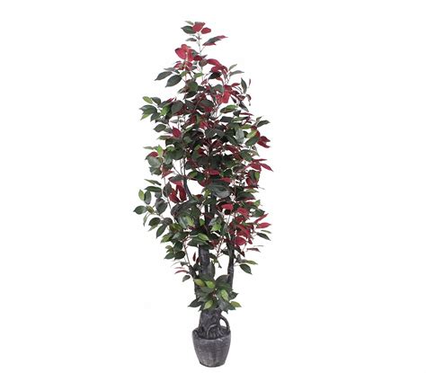 5 Ficus Capensia Tree Artificial Silk Plant With Twisted Trunks In