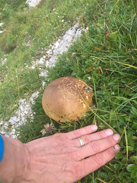 Found At M In The South Tyrol What Is It R Mycology