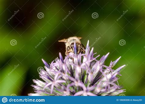 Abelhas Polinizam Flor Violeta Abelha Amarela Polinizam A Flor Violeta