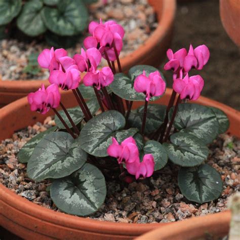 Cyclamen coum, Cyclamen (Species) Eastern Sowbread in GardenTags plant ...