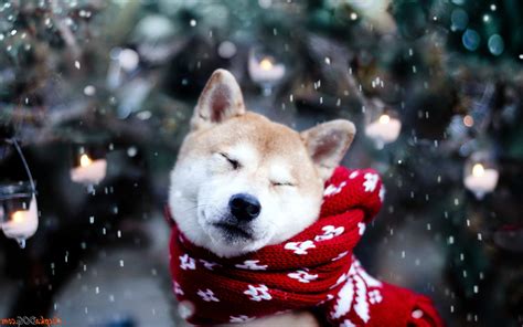 dog, Shiba Inu, Snow, Animals Wallpapers HD / Desktop and Mobile ...