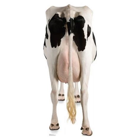 Cows Rear Cardboard Standup Cow Life Size Cardboard Cutouts Cows