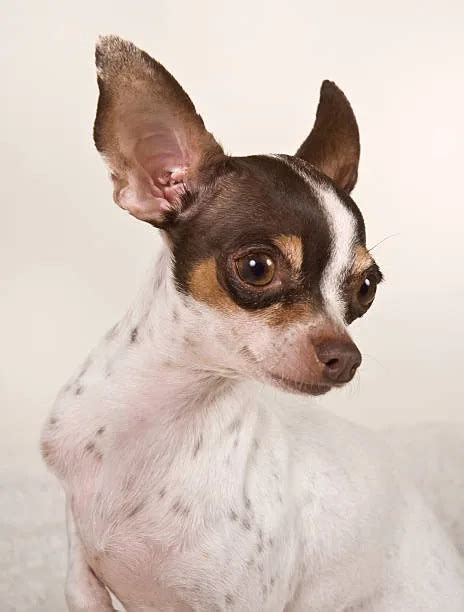 Discover The Joy Of Owning A Dachshund Chihuahua Mix! - The Chihuahua Guide