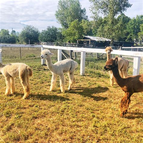 Shed Chetwyn Farms Hillier Aktuelle 2021 Lohnt Es Sich Mit Fotos Tripadvisor