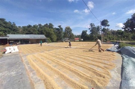 Bulog Serap Langsung Gabah Petani 700 Ribu Ton Koran Jakarta