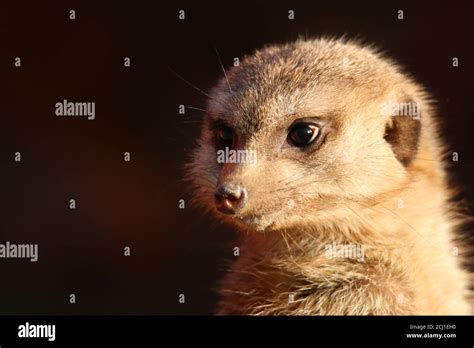 Suricate Slender Tailed Meerkat Suricata Suricatta Portrait Stock