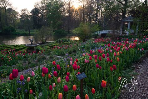 Tulip Time At Bartlett Arboretum Bartlett Arboretum Belle Plaine