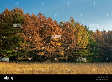 Larch forest in fall Stock Photo - Alamy