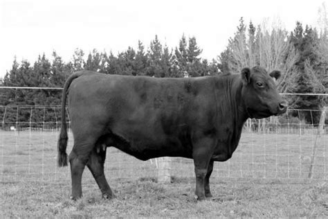 Turihaua Z28 Turihaua Angus