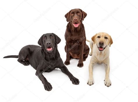 Different Color Labrador Retriever Dogs Stock Photo By ©adogslifephoto