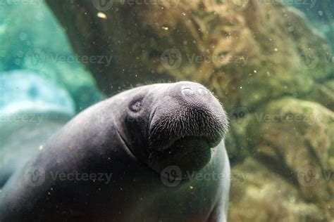 newborn baby manatee close up portrait 20220845 Stock Photo at Vecteezy