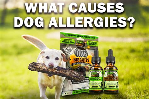 What Causes Dog Allergies