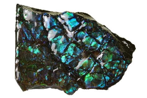 1.55" Iridescent Ammolite (Fossil Ammonite Shell) - Alberta, Canada ...