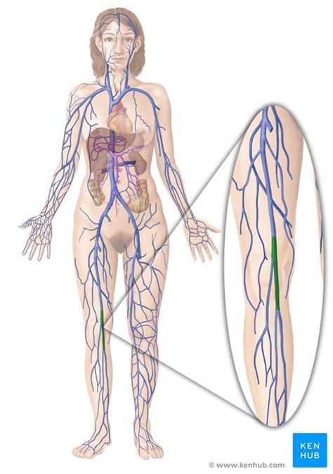 Popliteal Vein Anatomy And Location Kenhub