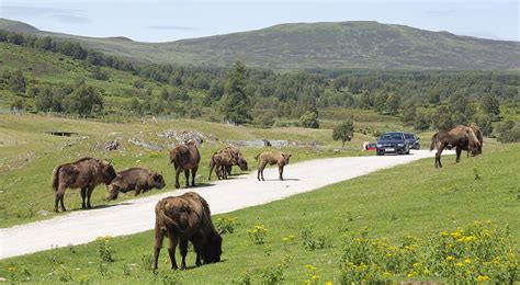 A trip to Highland Wildlife Park whilst staying in Aviemore