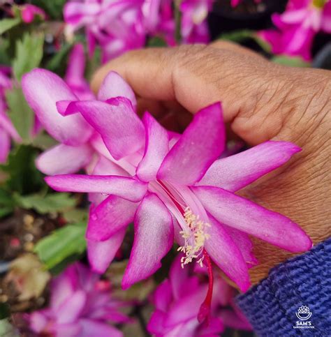 Sams Garden Centre How To Grow And Care For Zygocactus Expert Tips For Vibrant Flowers