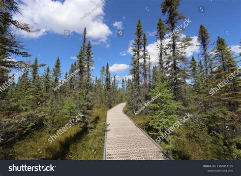 Big Bog State Park Trails Stock Photo 2165857135 | Shutterstock