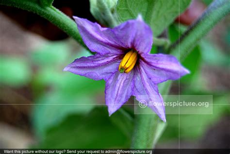 Eggplant flower