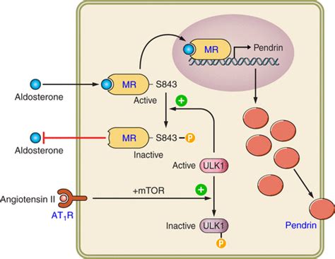 The Renal Physiology Of Pendrin Positive Intercalated Cells