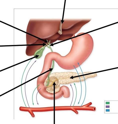 Accessory Digestive Organs Diagram Quizlet