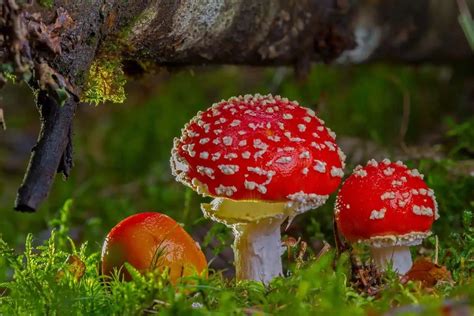 9 Common Poisonous Wild Mushrooms (Photos) - Wildlife Informer