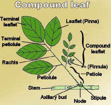 compound leaf Toxicodendron Radicans, Quiz, Plant Shed, Tree Support ...