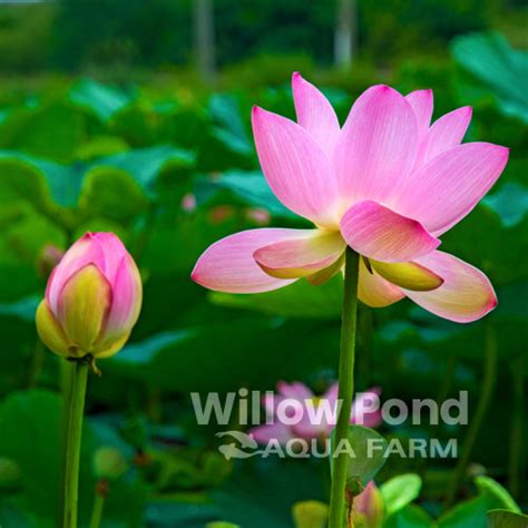 Water Lilies, Tropical - Willow Pond Koi Farm - Koi For Sale