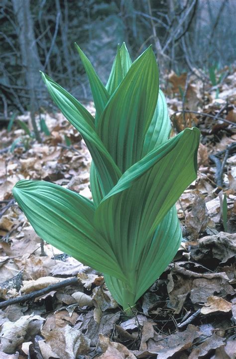 Veratrum Viride American False Hellebore Go Botany