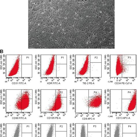 Phenotypic Characteristics Of Adipose Derived MSCs CD45 SVF Cells