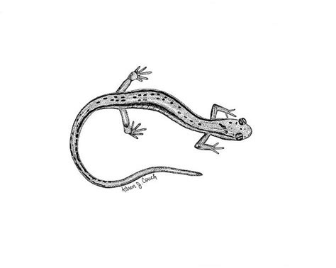 Lizard tattoo, Black and white drawing, Tattoos