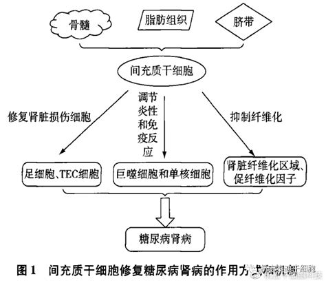 世界肾脏日丨盘点，干细胞治疗4类肾脏疾病临床研究进展及案例糖尿病肾病干细胞缓解率肾脏案例 健康界