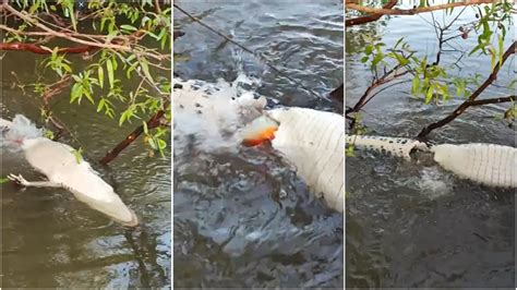 Piranhas Que Devoraram Jacar Em Rio S O Consideradas As Lixeiras Dos