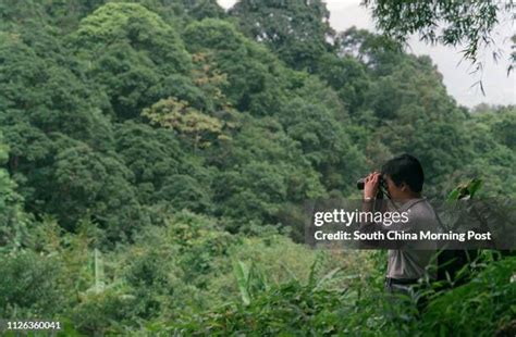 24 Tai Po Kau Nature Reserve Stock Photos, High-Res Pictures, and ...