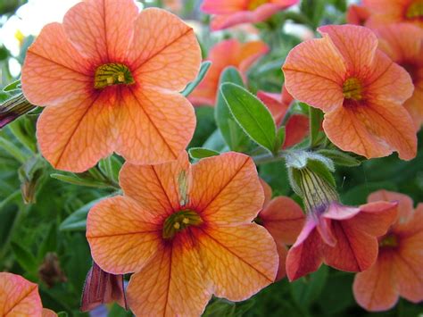 Million Bells Mini Petunia Orange Glow Stuart Palmer Flickr