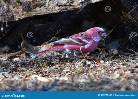 Finch El Pico De La Fauna De Aves Imagen Imagen